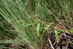 Ceropegia bulbosa var. lushii